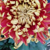 菊花，基地直供