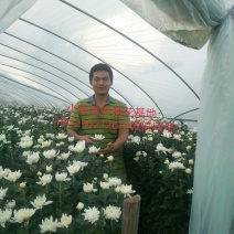 淮安鲜切菊花基地