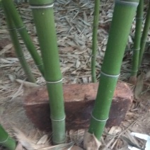 出售早园竹