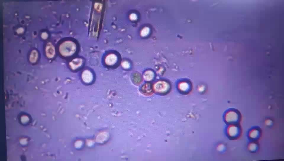 姬松茸菌丝体的微观结构