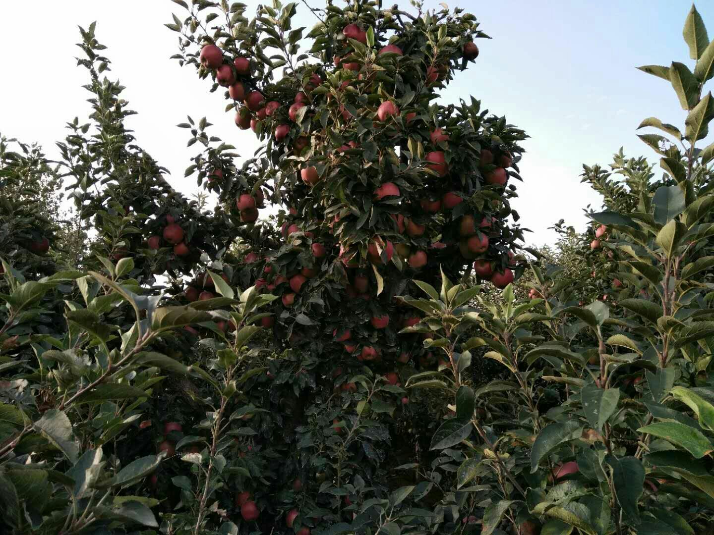 果园中的黄元帅苹果树