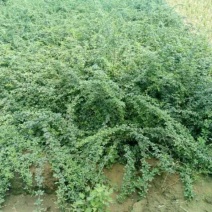 迎春花迎春花杯苗迎春产地直销可以看货