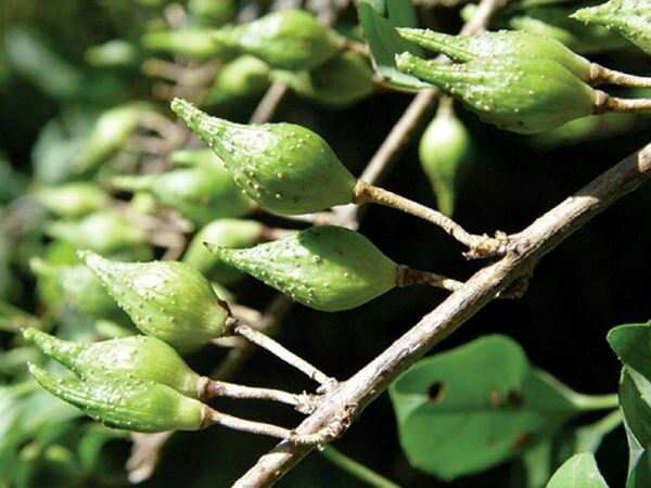 青翘种植基地实景图