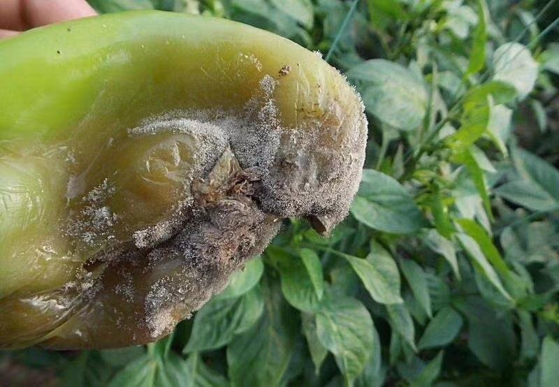 白芷病害症状图
