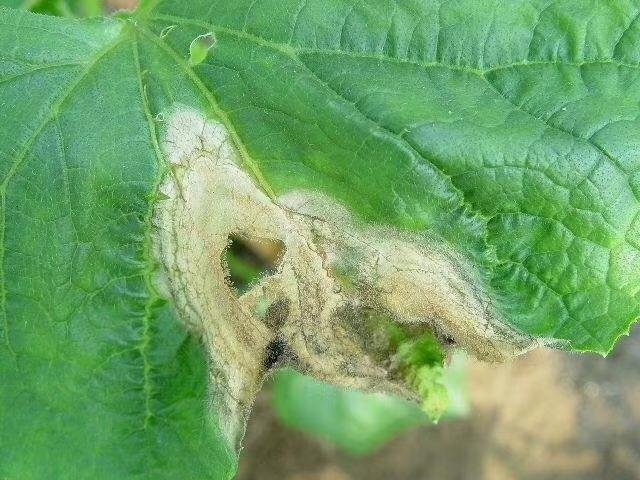 小葱灰霉病症状