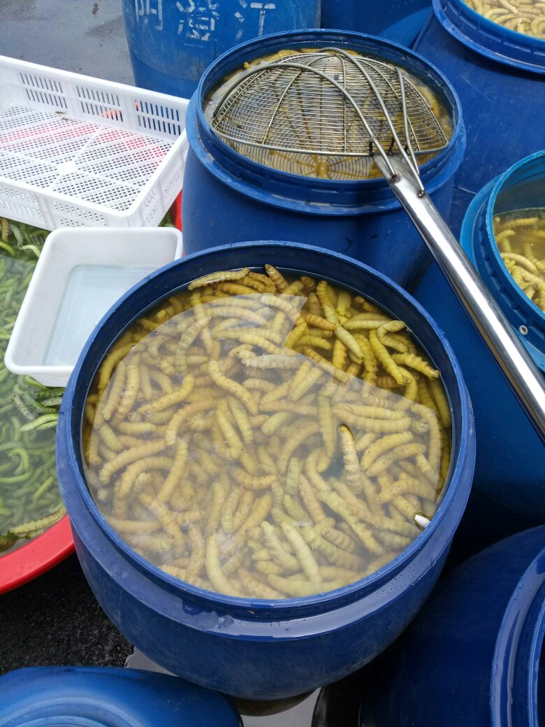 [豆丹批发]豆虫,豆青虫,活体速冻批发价格22.00元/斤 - 一亩田