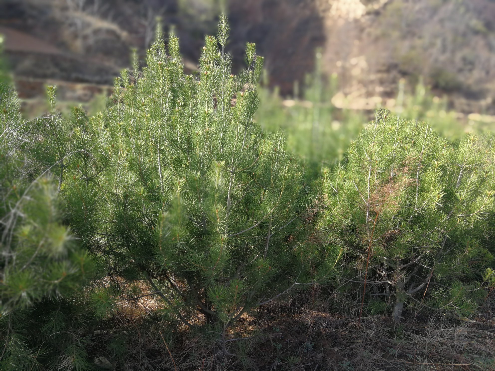 一棵高度约6米的五针白皮松成年植株,树冠呈伞形展开,灰白色的树皮呈不规则片状剥落,枝条上清晰可见五针一束的深绿色针叶,背景为山地林缘环境,阳光斜照,突出其优雅形态与自然生境 五针白皮松成年植株全景图