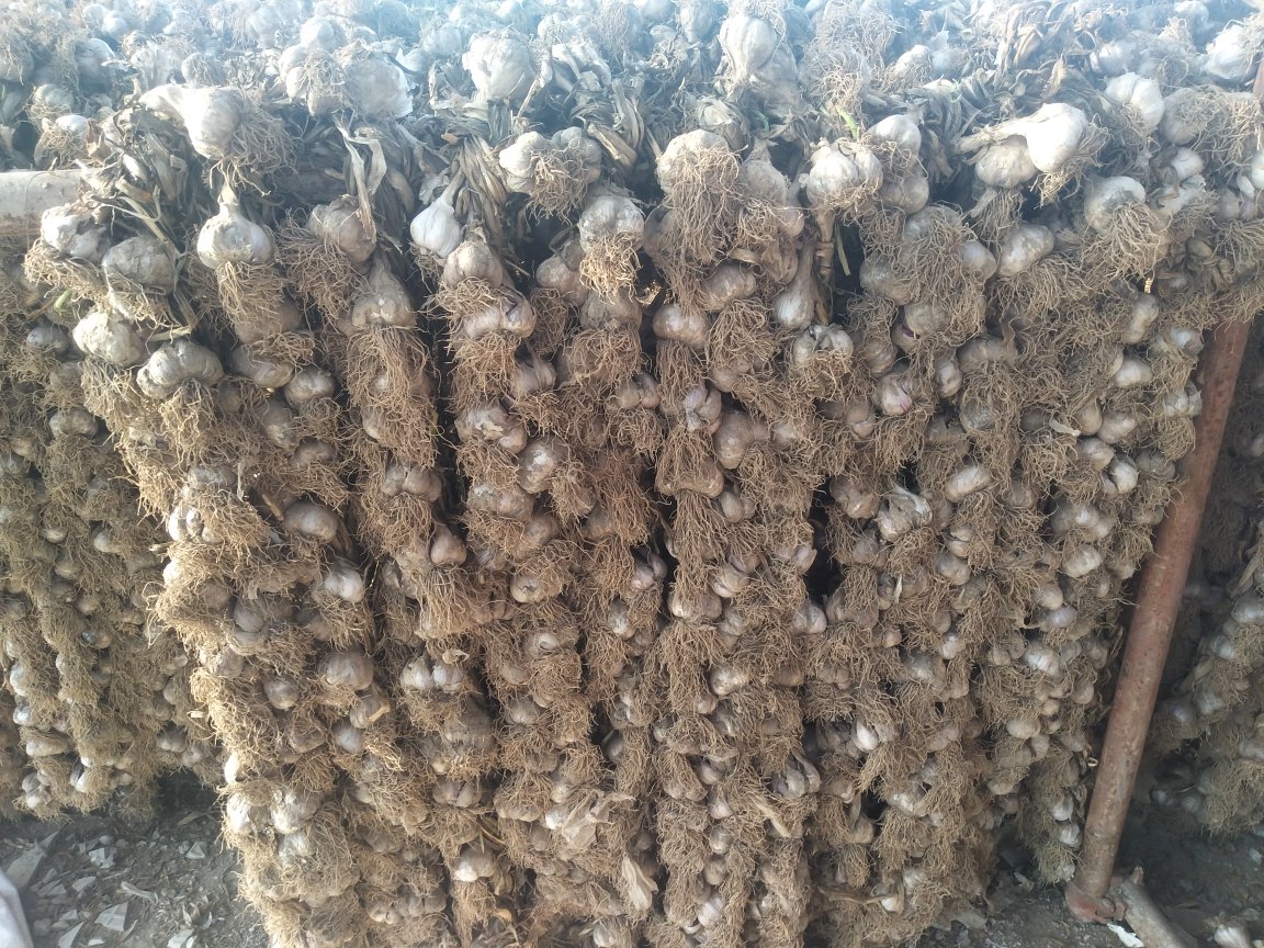 几串刚收获的新鲜白皮蒜被绑成束,整齐摊放在户外木质晒架上,阳光明媚,地面微湿显示刚经历雨水,蒜头外皮紧实洁白,正在进行自然风干处理,准备进入长期储存阶段 晾晒在阳光下的新鲜白皮蒜束