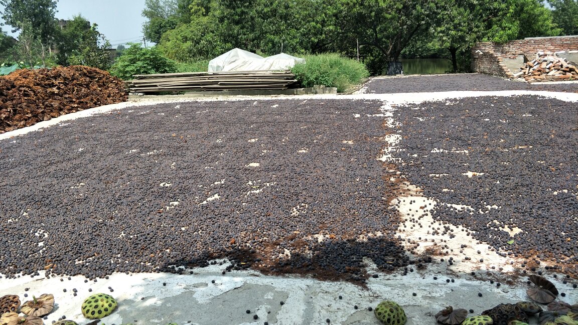 晒干莲子摊放在竹匾中的过程