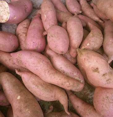 红香蕉红薯量大品种多需要联系我吧