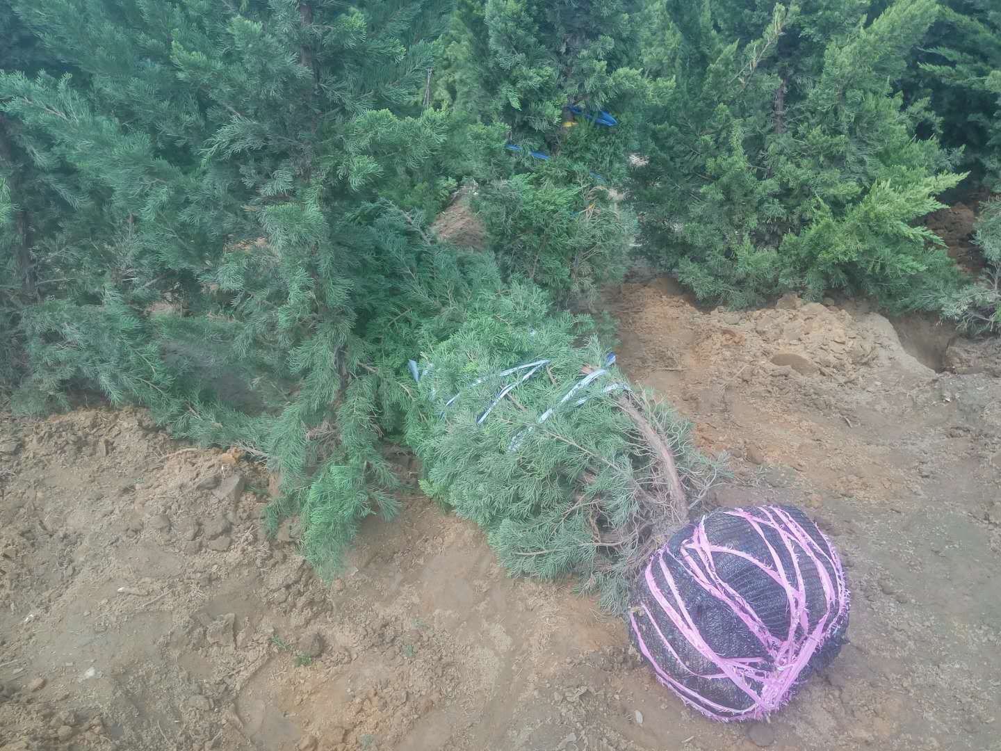 一名园艺工人正在庭院中挖掘圆形种植穴,旁边放置一株带土球的龙柏苗,土球用麻布包裹,地面摆放改良土壤混合物,背景有标尺和水桶,展示标准化种植流程 龙柏种植挖穴与定植过程示意图