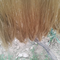 长年出销粉条粉皮量大优惠