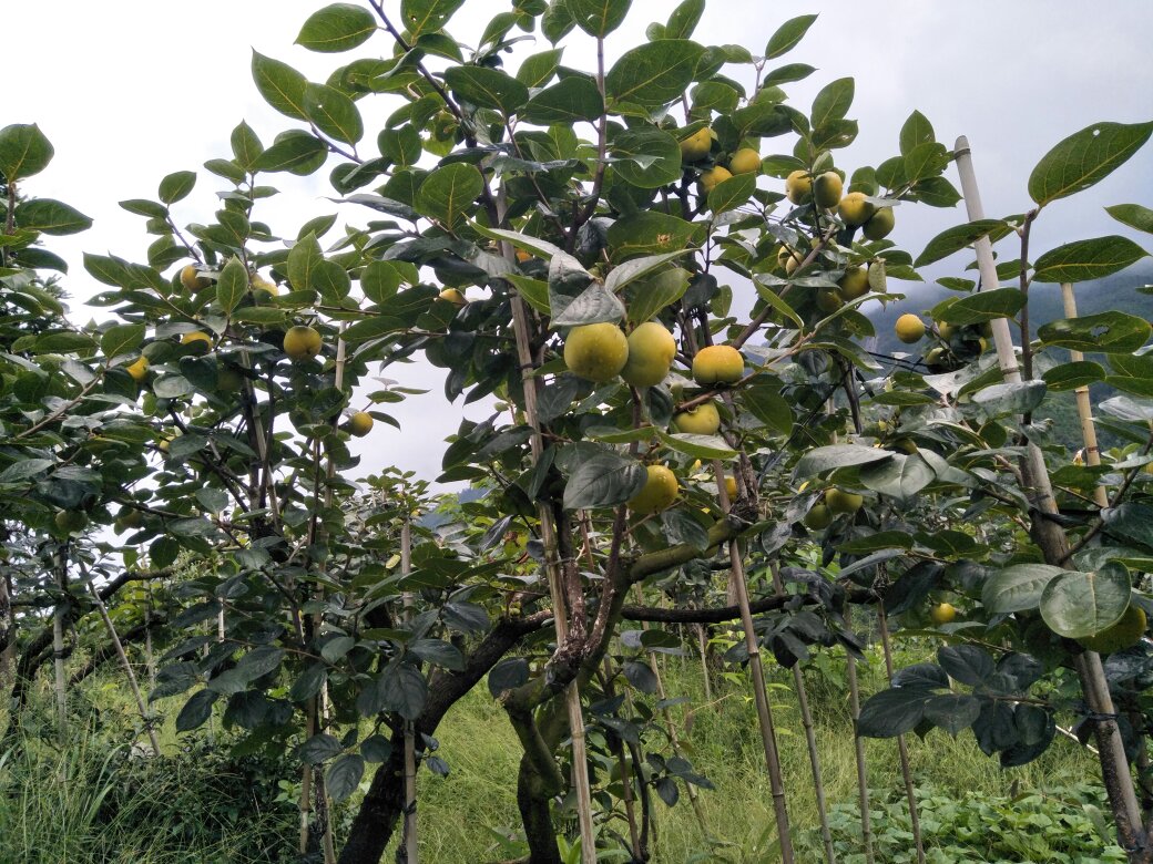 果园中的脆柿树