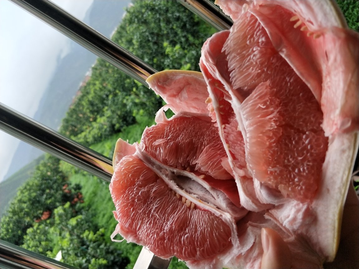 红心琯溪蜜柚切开特写