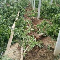 山东聊城占地桃树果树基地，价格低，绿化苗木大量现货