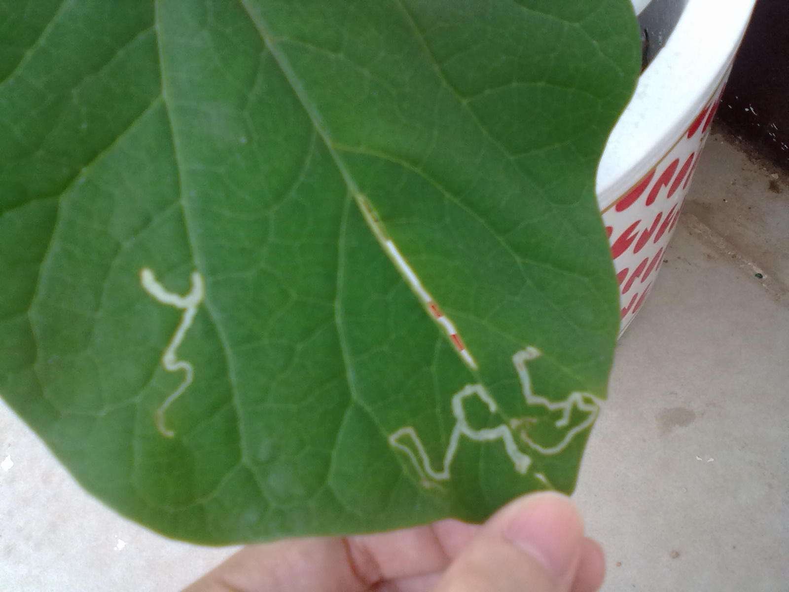 吃白菜的菜青虫