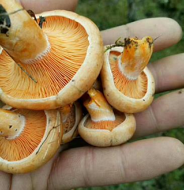 甘肃野生蘑菇品种图片