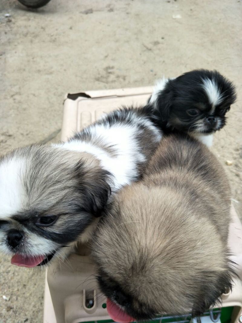 家养纯种小体花京巴,一母两公