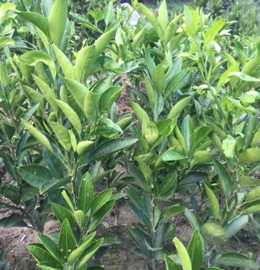 由良蜜桔苗 30~50cm