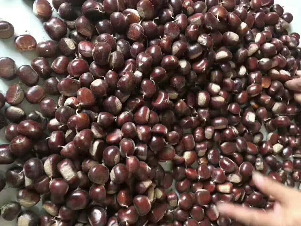 板栗酥切面特写