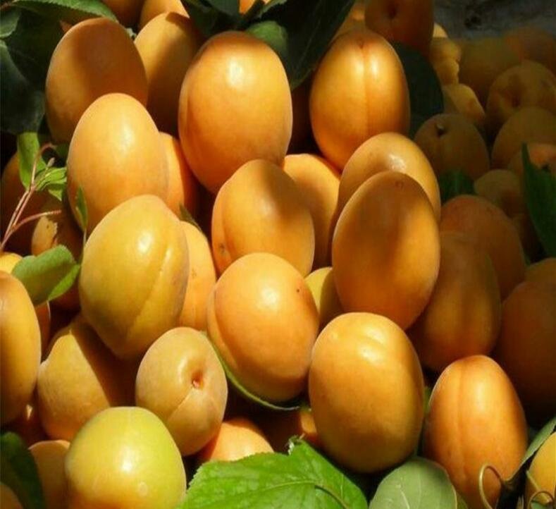 成熟的黄色杏子特写,展示其光滑表皮和橙黄色果肉 杏果特写