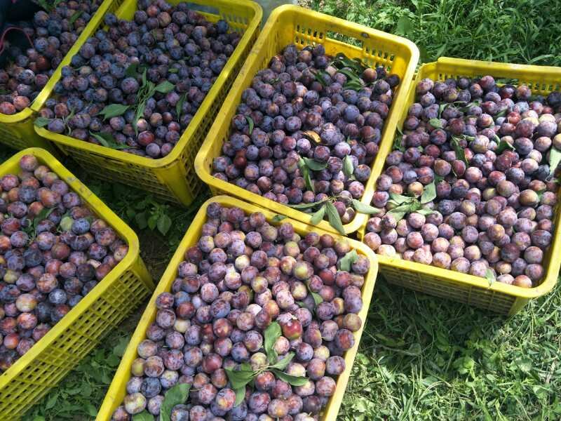 脆红李子果园丰收采摘场景