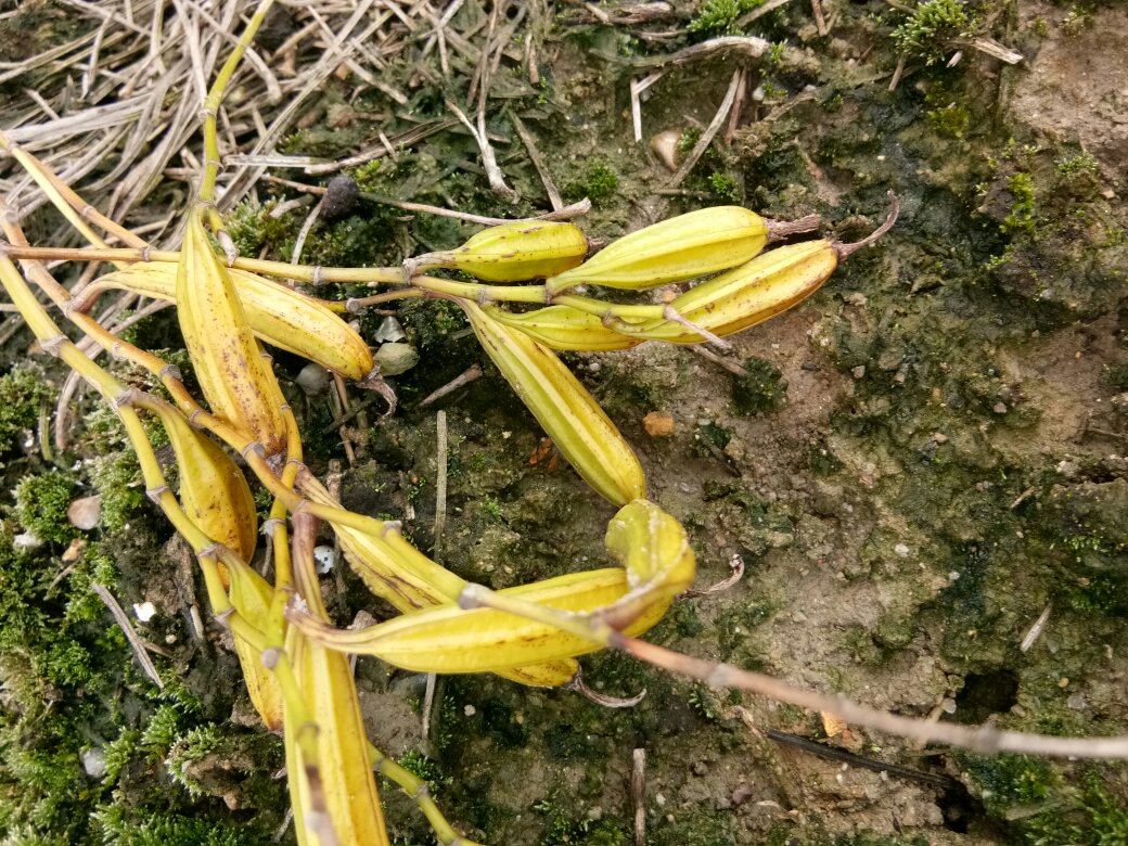 白扁豆花盛开于藤蔓之间,花朵呈白色或淡紫色,形态优雅 白扁豆花的植物形态