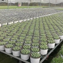 基地专用塑料双色花盆