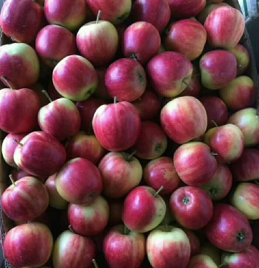 123果龙丰果黄太平果