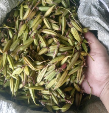 [白芨批发]三叉白芨 鲜货 通货,果荚价格35.00元/斤 - 一亩田