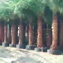 银海枣