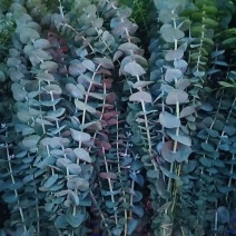 百合鲜切花各种鲜花批发