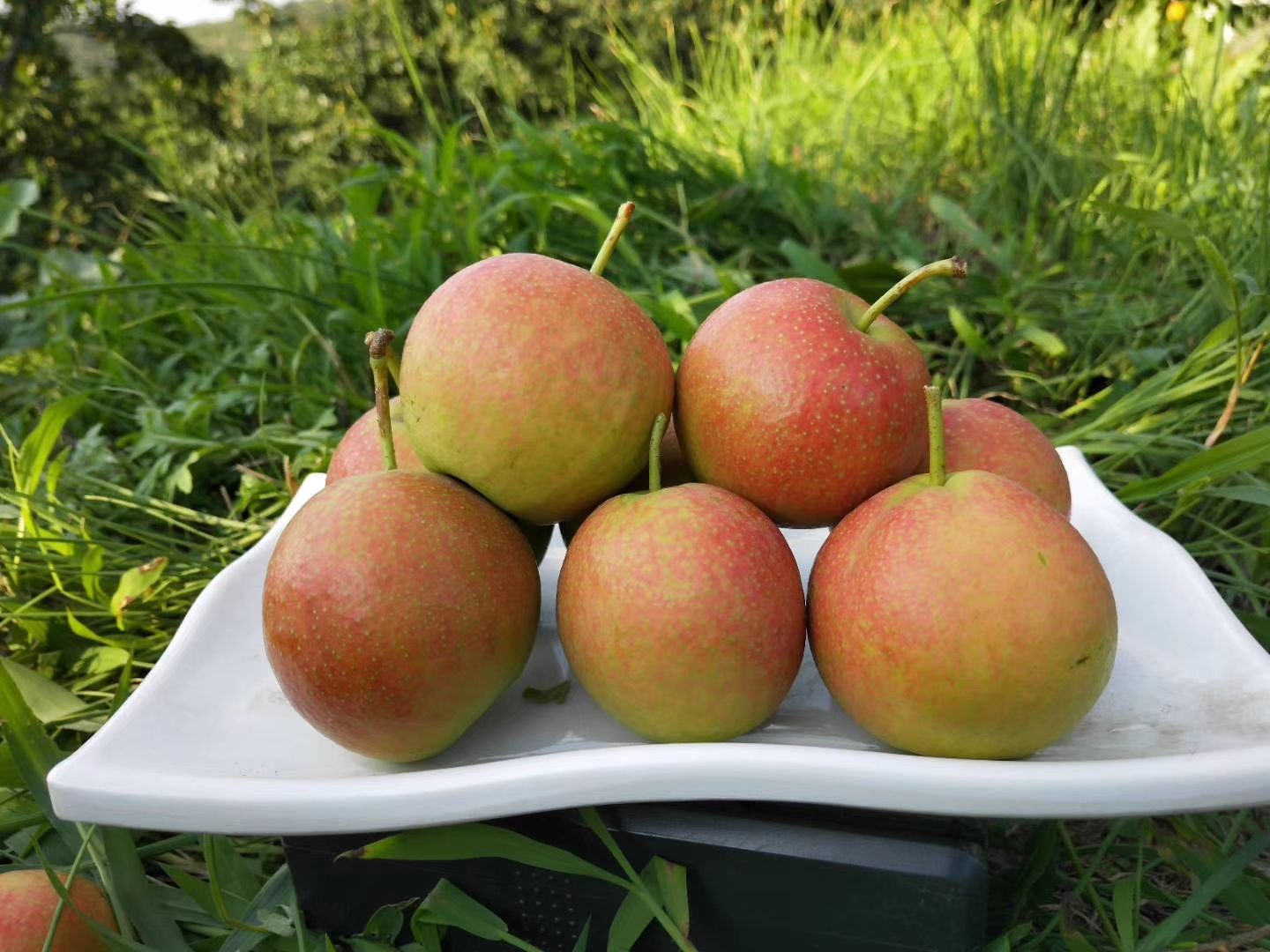 南果梨特写展示