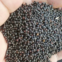 罗平优质油菜籽