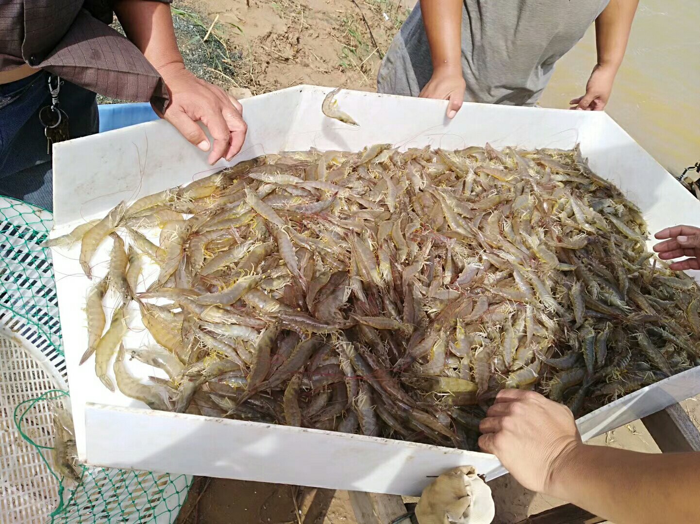 白对虾收获现场,工人正在分拣和装箱 白对虾收获现场