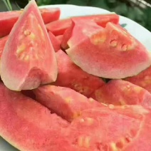 红心芭乐苗番石榴苗营养杯种苗