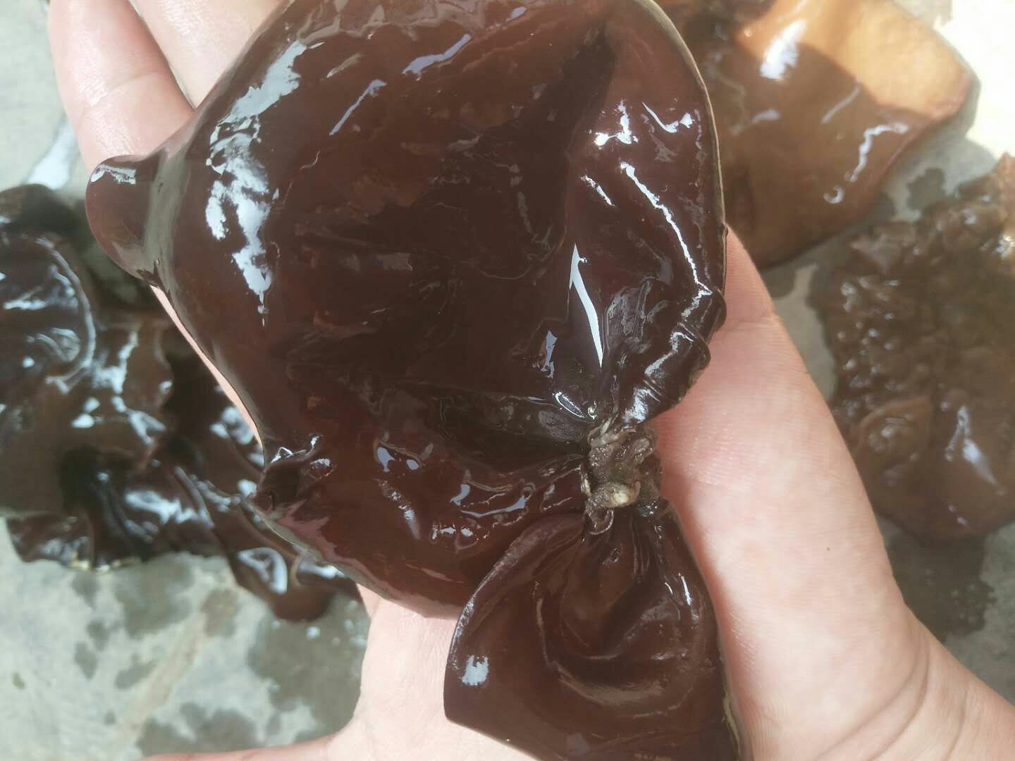 毛木耳规范泡发与预处理实景,突出洁净水源、短时浸泡、无变色异味的食用安全关键点 厨房场景:厨师正在用清水冲洗泡发后的毛木耳,水槽中可见饱满舒展、色泽均匀的深褐色耳片,旁边摆放着蒜末、香菜、小米辣等凉拌辅料,体现安全处理流程