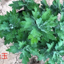 晚玉