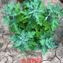 金背朝阳