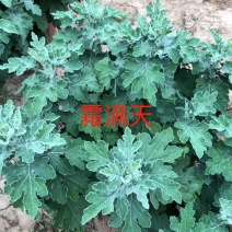 霜满天