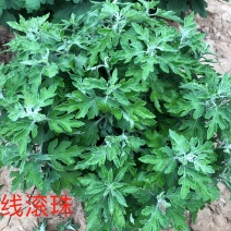 金线滚珠