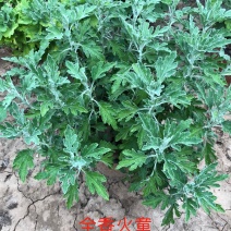 全香火童