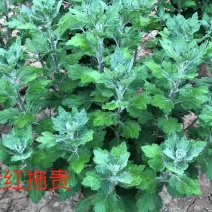 大红拖贵