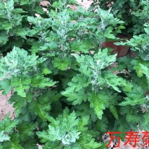万寿菊