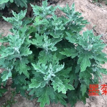 墨菊