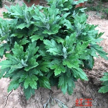 红玉
