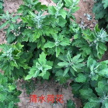 清水荷花