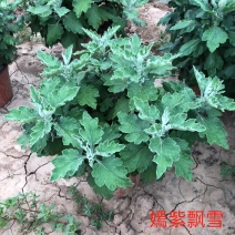 菊花嫣紫飘雪