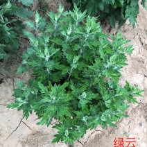 菊花绿云