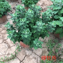 菊花绿牡丹